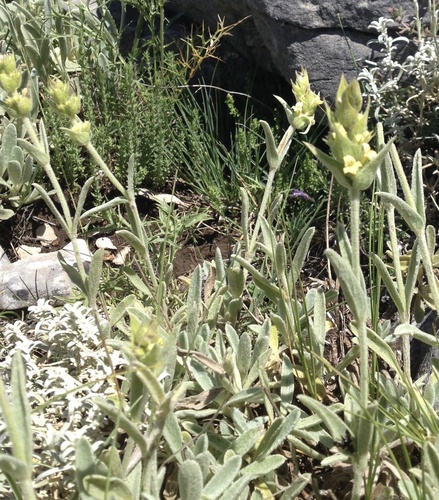 Taygetus ironwort (Sideritis clandestina)