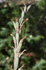 Limodorum trabutianum