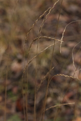 Elymus caninus