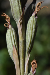 Limodorum trabutianum