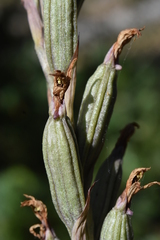 Limodorum trabutianum