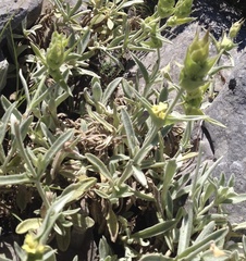 Sideritis clandestina