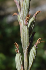 Limodorum trabutianum