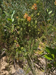 Phyllota phylicoides