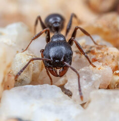 Tetramorium aisha