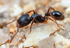 Tetramorium aisha