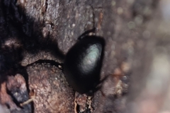 Amarygmus