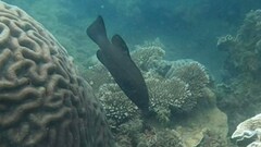 Psammoperca datnioides