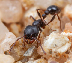 Tetramorium aisha