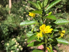 Ludwigia peploides montevidensis