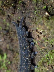 Onychophora