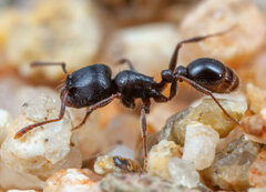 Tetramorium aisha