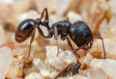 Tetramorium aisha