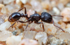 Tetramorium aisha