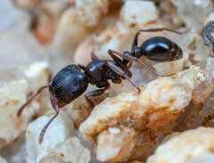 Tetramorium aisha