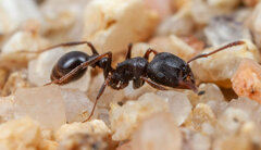 Tetramorium aisha