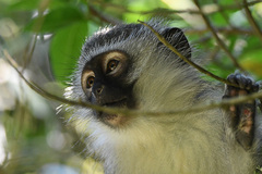 Chlorocebus pygerythrus pygerythrus