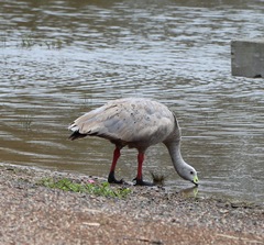 Cereopsis novaehollandiae