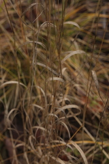 Elymus caninus