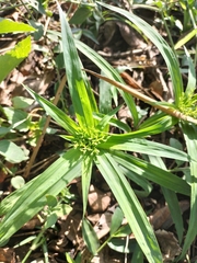 Cyperus albostriatus