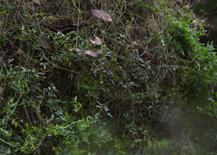 Clematis microphylla