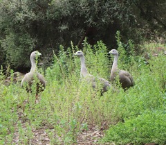 Cereopsis novaehollandiae