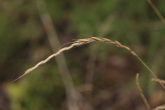 Elymus caninus