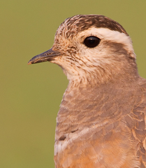 Charadrius morinellus