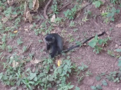 Cercopithecus mitis manyaraensis