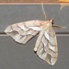 Chalastra aristarcha