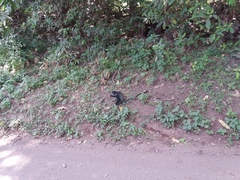 Cercopithecus mitis manyaraensis