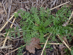 Lepidium didymum