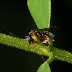 Cheloninae
