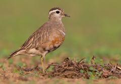 Charadrius morinellus
