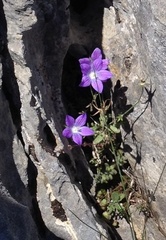 Campanula ramosissima