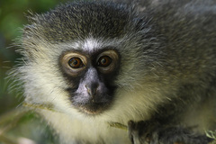 Chlorocebus pygerythrus pygerythrus