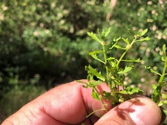 Sphaeromorphaea australis