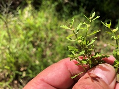 Sphaeromorphaea australis
