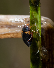 Chostonectes gigas