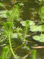 Myriophyllum