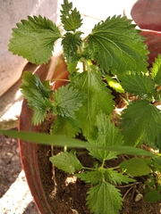 Urtica urens
