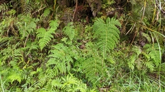 Dryopteris peranema