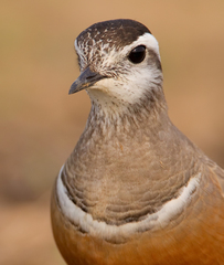 Charadrius morinellus
