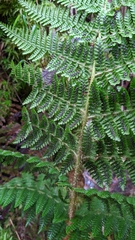 Dryopteris peranema