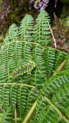 Dryopteris peranema