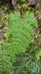 Dryopteris peranema