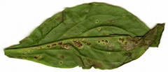 Puccinia arenariae