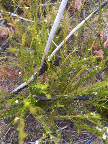 Image of Coleonema virgatum by (c) kevin koen, some rights reserved (CC BY-SA)