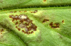 Puccinia arenariae
