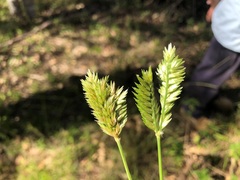 Eleusine tristachya